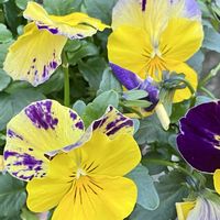 クロッカス,ヒメリュウキンカ,菜の花,パンジー,斑入り好き♡の画像