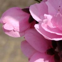 ハナモモ,ピンク,ピンクの花,大好きな花,シルエット❤︎の画像