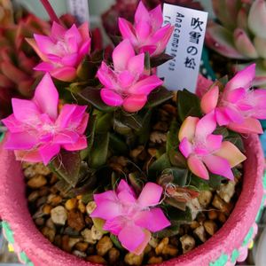 多肉植物,観葉植物,塊根植物,花,毎月16日は色の日の画像