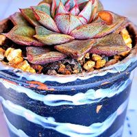 大和錦,ヤマトニシキ,ダイソー,エケベリア属,植物男子ベランダーの画像