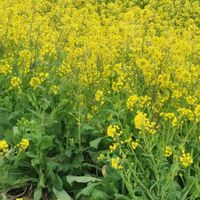 スイセン,スイセン,菜の花,ナノハナ,ナノハナの画像