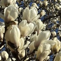 白木蓮,花のある暮らし,お散歩写真,みどりのある暮らしの画像