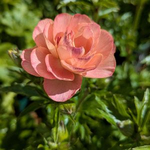 ラナンキュラスラックス,ラナンキュラスラックス,ヘスティア,ヘスティア,花のある暮らしの画像