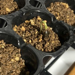 マツ,盆栽,初心者,種から,超初心者の画像