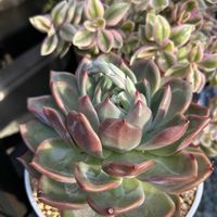 シャーロット,多肉植物,エケベリア属,植物のある暮らしの画像