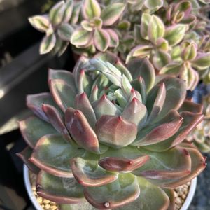 シャーロット,多肉植物,エケベリア属,植物のある暮らしの画像