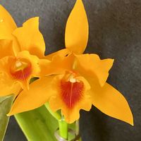 カトレア,ジェスターズ・ゴールド,クマゲオウの画像