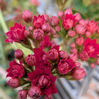 カランコエの画像