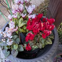 シクラメンの画像