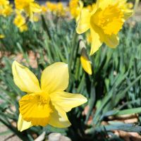 クリスマスローズ,クリスマスローズ,スイセン,スイセン,かわいいの画像