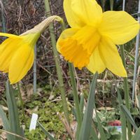 スイセン,水仙色々,可愛い〜♡,白い花,花のある暮らしの画像
