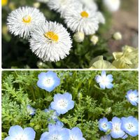 エリシマム,ネモフィラ,ディジー,感謝,ありがとう♡の画像