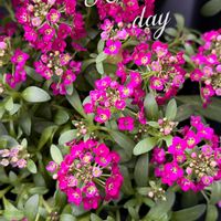 アリッサム,癒し,今日の一枚,春の訪れ,ありがとう♡の画像