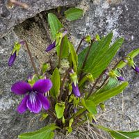 スミレ,黒葉スミレ,散歩道,花のある暮らし,スマホ撮影の画像