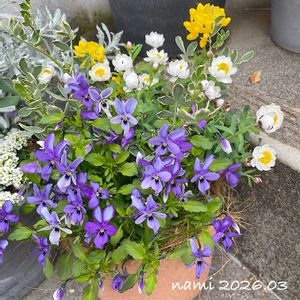 ハナカンザシ,花かんざし,コロニラ バレンティナ バリエガーター,ビオラ コウロギノブコ,ビオラ・碧いうさぎの画像