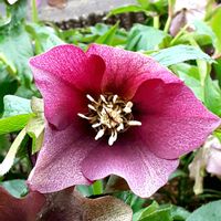 クリスマスローズ,小さな庭の画像