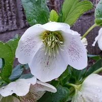 クリスマスローズ,小さな庭の画像