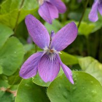 スミレ,ボケ,ユキヤナギ,お散歩写真,今日のお花の画像