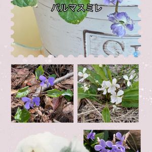 スミレ,パルマスミレ,散歩,ハンドメイド,花のある暮らしの画像