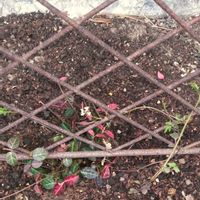 ハツユキカズラ,ハツユキカズラ,庭先,スマホ撮影,今日も笑顔で♡の画像