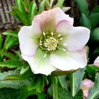 クリスマスローズ,小さな庭の画像