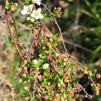 ユキヤナギ（雪柳）,鉢植え,地植え,我が家の庭,かわいい花の画像