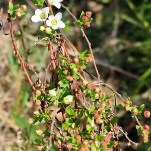 ユキヤナギ（雪柳）,鉢植え,地植え,我が家の庭,かわいい花の画像
