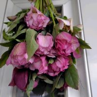 クリスマスローズ,スワッグ,ドライフラワーに,ウクライナに平和を,玄関アプローチの画像