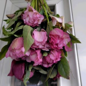 クリスマスローズ,スワッグ,ドライフラワーに,ウクライナに平和を,玄関アプローチの画像