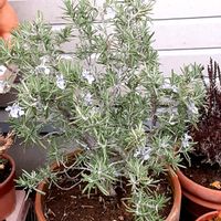 ローズマリー,小さな庭の画像