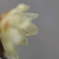 ロウバイ,頑張れ✊,ちっちゃいものクラブ,グリーンアクセサリー♪,yu ＆ゆうクラブの画像