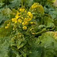 菜の花,菜の花,ハクサイ,白菜,白菜の画像