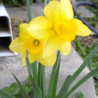 水仙,地植え,我が家の畑,かわいい花,春の訪れの画像