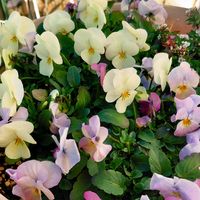 ビオラ,花のある暮らしの画像