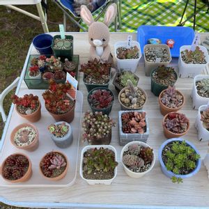 サボテン,多肉植物,セダム属,多肉植物の紅葉,ベルファームの画像