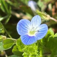 オオイヌノフグリ,ホトケノザ,カラスノエンドウ,スマホ,おでかけ先の画像