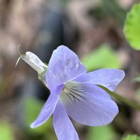 スミレ,ムラサキケマン,ワサビ,富士山,山野草の画像