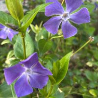 ツルニチニチソウ,ツルニチニチソウ(ツルキキョウ)の画像