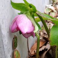 クリスマスローズの画像