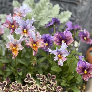 パリ・アン・パレット,パリ・アン・パレット,玄関前の画像