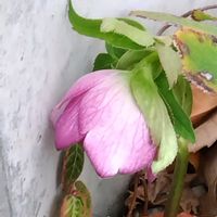 クリスマスローズの画像