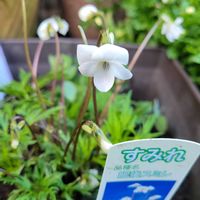 スミレ,肥後すみれ,においすみれ,においすみれ,銅葉スミレ ラブラドリカの画像