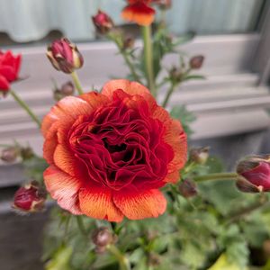 寄植え,ハンギング,小さな庭,玄関アプローチ,庭の画像