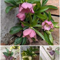 クリスマスローズ,オープンガーデンの画像