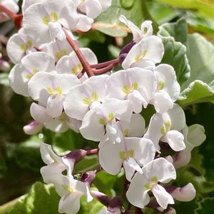 白が好き,#ガーデニング,エクステリアの画像