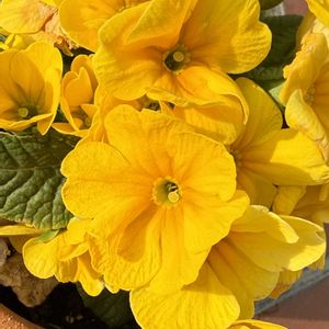 ベテラン乙女倶楽部,玄関アプローチの画像