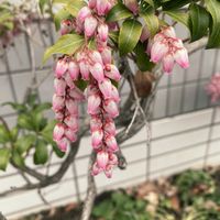 アセビ,お出かけ先の画像