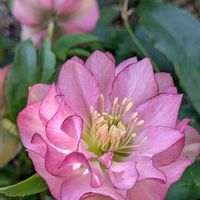 クリスマスローズの画像