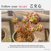 乙女心,可愛い,美しい,ピンク❤︎ピンクの画像