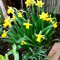 スイセン,小さな庭の画像